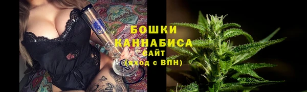 прущие грибы Новозыбков