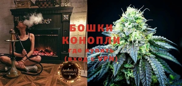 прущие грибы Новозыбков
