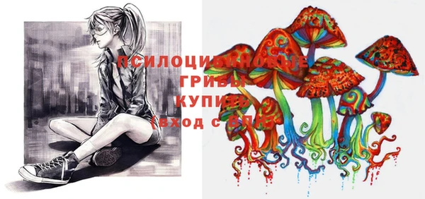 прущие грибы Новозыбков